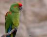 Birding Bolivia